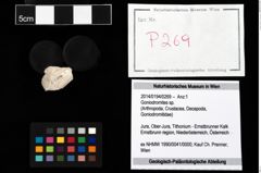 Foto (Objekt + Etikett) von Goniodromites sp.  (NHMW-GEO-2014-0194-0269)